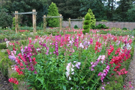 Walled Flower Garden With Box Hedges, Summer, Englandの写真素材