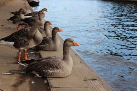 Geese Watching The World Go By, Yorkshire, Englandの写真素材