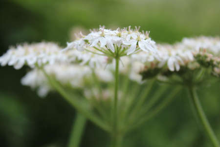 Cow Parsley In Detail, Springtime, England の写真素材