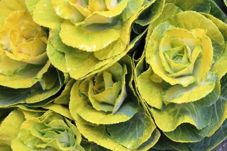 Yellow and Green Mini Cabbage Flowers, Englandの写真素材
