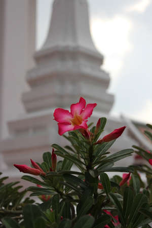 Azalea Flowers With Temple , Bangkok, Thailand の写真素材