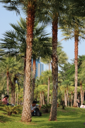 City centre Park, Bangkok, Thailand の写真素材