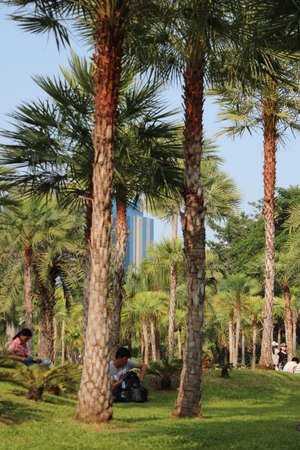 City centre Park, Bangkok, Thailand の写真素材