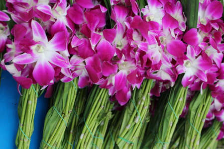Deep Pink Orchids, in Bunches, Bangkok, Thailand の写真素材