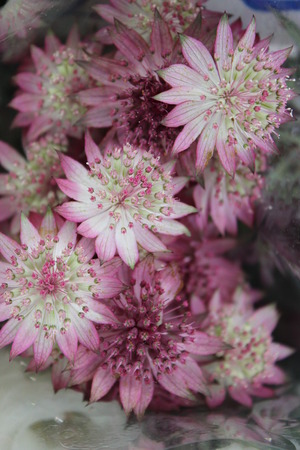 Pastel Pink Dainty Flowers, Summertime, England の写真素材