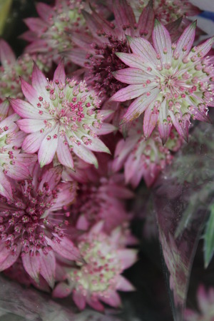 Pastel Pink Dainty Flowers, Summertime, England の写真素材