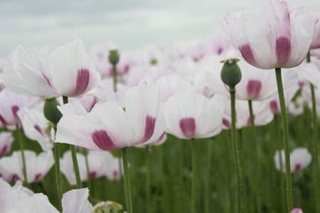 Field of Lilac Poppiesの写真素材