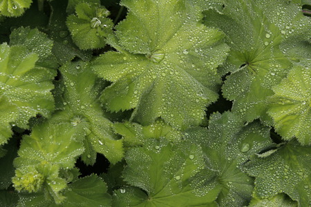 Beads of Water on Surface of Leaves, England の写真素材