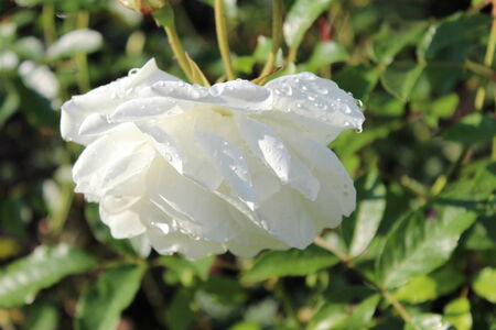 White Rose With Raindrops, Summer, England の写真素材