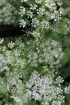 Cow Parsley Flowers Patterns and Designs, England 