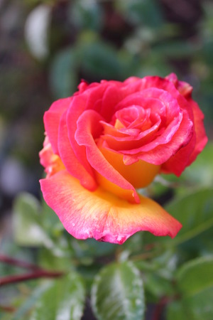 Yellow and Pink English Rose in Summer, England の写真素材