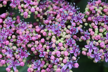 Pale Pink Rhododendron Flowers and Buds, England の写真素材