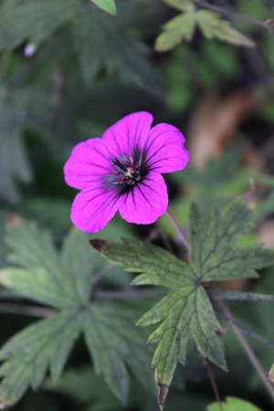 Vivid Purple Rockplant Flower, England 