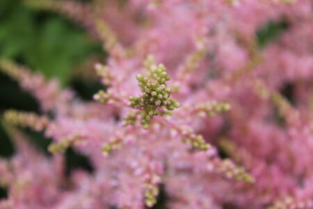 Delicate Miniature Pink Flowers, England の写真素材