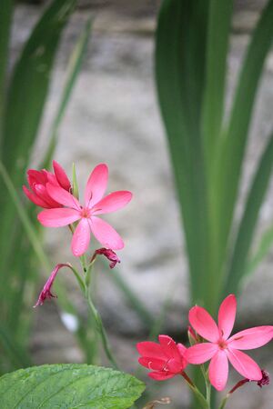 Pink Star Shaped Flowers on Grey Background, Englandの写真素材