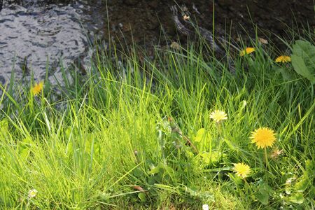 Dandelions by Stream in Sunshine England.の写真素材