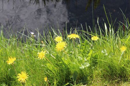 Dandelions by Stream in Sunshine England.の写真素材