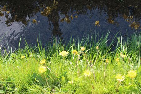 Dandelions by Stream in Sunshine England.の写真素材