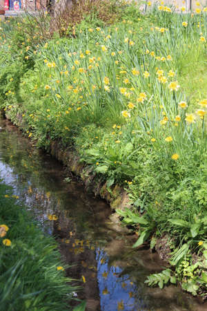 Village Stream Highlighted by Evening Sun, Englandの写真素材