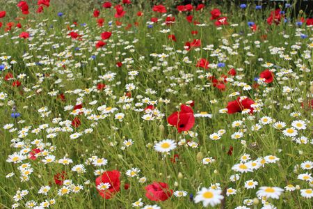 Wild Flowers in Meadow in Spring England.の写真素材