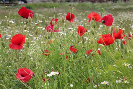 Wild Flowers in Meadow in Spring England.の写真素材