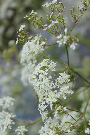 Cow Parsley Flowers in Spring England.