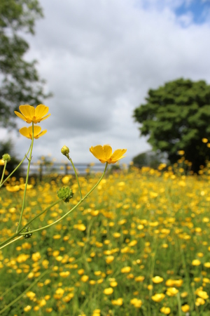 Field of Buttercups in Summer England.の写真素材