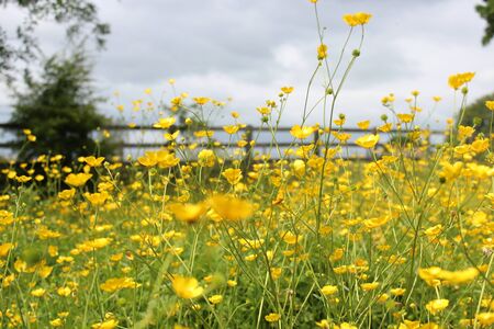 Buttercups in Field England.の写真素材