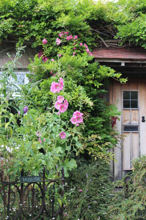 Thatched Cottage in Rural England.の写真素材