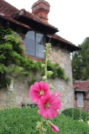 Thatched Cottage in Rural England in Summerのeditorial素材