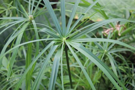 Jungle Foliage in Tropical Environment.の写真素材