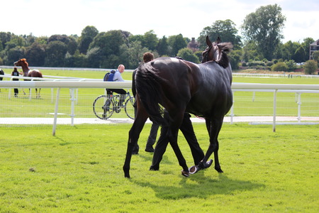 acehorses After the Race Being Led to Stables.のeditorial素材