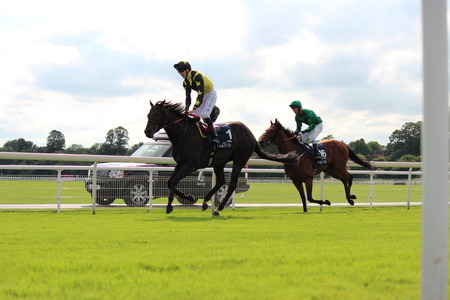 Horses Galloping at York Races, August 2015.のeditorial素材