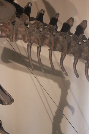 Dinosaur Skeleton.の写真素材