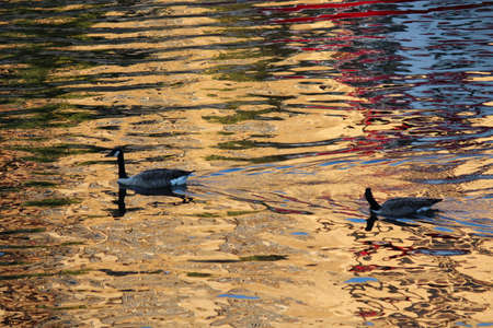 Geese Swimming Through Gold and Blue Ripples at Sunset.の写真素材