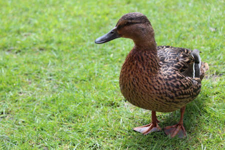 Duck on Green Grass in Springtime.の写真素材