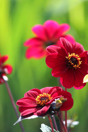Magenta Flowers with Lime Background, England.の写真素材