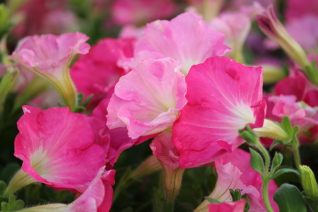 Pale Pink Petunias in Summer, England.の写真素材