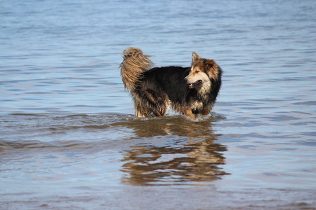 Large Dog Reacts to the Shallow Waves at the Seaside, England.の写真素材