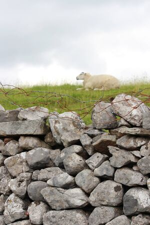 Dry Stone wall With Sheep, Yorkshire.の写真素材