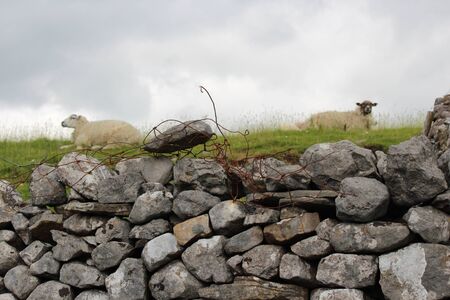 Dry Stone wall With Sheep, Yorkshire.の写真素材