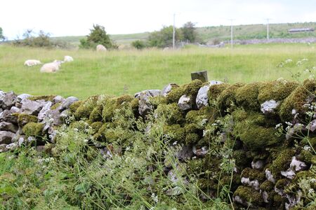 Dry Stone wall With Sheep, Yorkshire.の写真素材