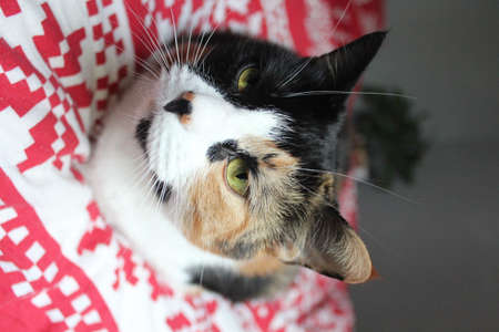 Beautiful tabby cat reclines gracefully on cushioned surroundings..の写真素材