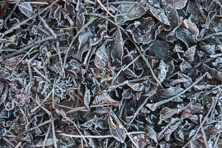 Leaves in Winter edged with Ice Crystals in the Freezing Cold Weather.の写真素材