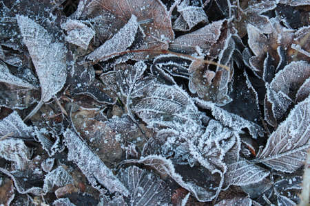 Leaves in Winter edged with Ice Crystals in the Freezing Cold Weather.の写真素材