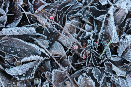Leaves in Winter edged with Ice Crystals in the Freezing Cold Weather.の写真素材
