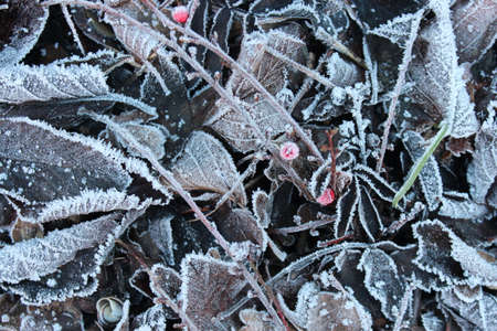 Leaves in Winter edged with Ice Crystals in the Freezing Cold Weather.の写真素材