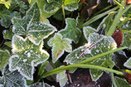 Green Leaves in Winter edged with Frost ~ A Striking Contrast; and Subtle Backdrop.の写真素材