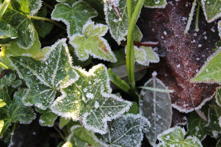Green Leaves in Winter edged with Frost ~ A Striking Contrast; and Subtle Backdrop.の写真素材