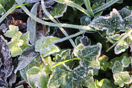 Green Leaves in Winter edged with Frost ~ A Striking Contrast; and Subtle Backdrop.の写真素材